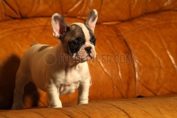 Welpen franzÃ¶sische Bulldogge in einem Sofa Frankreich