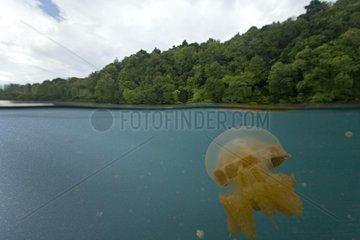 Papuan jellyfish swimming near surface Kakaban Indonesia