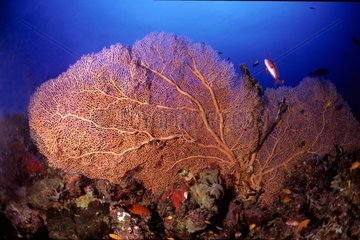 Giant gorgonian sea fan Sudan