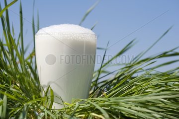 Glas funkelnder Milch im Gras Frankreich