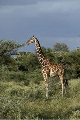 Girafe réticulée mangeant du feuillage Samburu Kenya