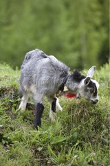 Young goat grazing in a meadow Romania