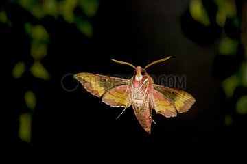 Small Elephant Hawk-Moth flying by night Saône-et-Loire