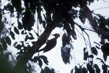 Woodpecker ( Celeus torquatus ). Amazon rain forest  Brazil.