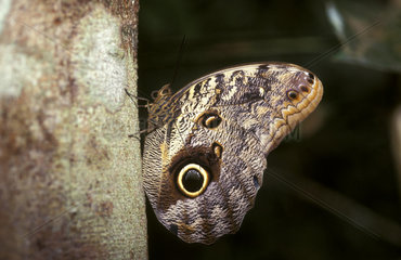 Owl Butterfly - Caligo eurilochus - olho de coruja  insect from the brazilian fauna  Brazil.
