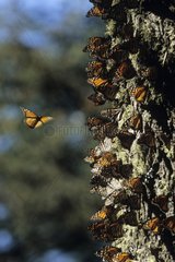 Regrouping of Butterflies Monarch Mexico