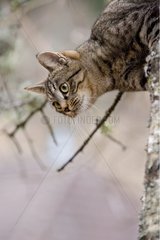 Tabby Cat in the forest Oberbruck Haut-Rhin