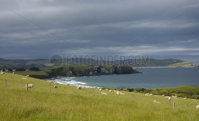Coastal Landscape The Catlins New Zealand