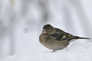 Chaffinch in snow Blanc Mesnil France