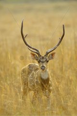 Axis Deer NP Bandhavgarh Indien