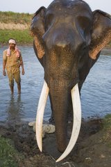 Mahout giving Indian working elephant a bath Kaziranga India