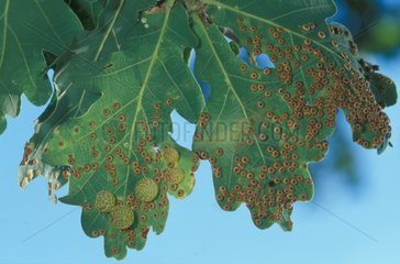 Galls of Silk Button Gall Wasps