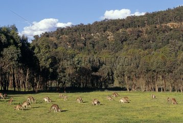 Group of Eastern Grey Kangaroos Warrumbungle National Park