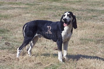 Dog breed Français noir et blanc