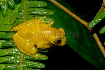 Lesser Treefrog male on a leaf French Guiana