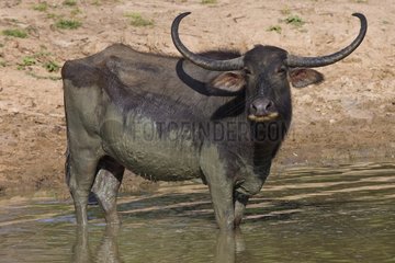 Wasserbüffelschlamm Badedurchmesser Yala Nationalpark Sri Lanka