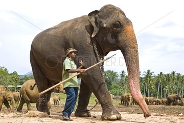 Inländischer asiatischer Elefant und Gardian Sri Lanka