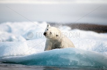 Ours polaire s'ébrouant Boothia penisnsula Arctique canadien