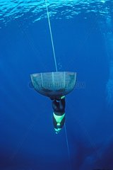Diving in apnea in constant weight Yucatan Mexico