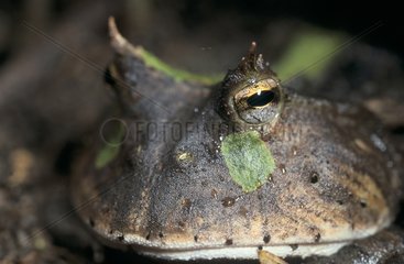 Head of a Horned frog French Guiana