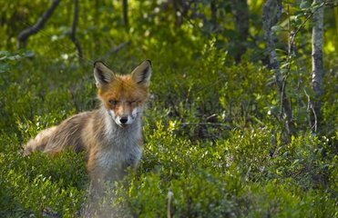 Portrait of red Fox in bushes Norway