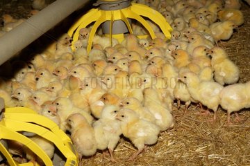 KanzelkÃ¼ken in einem Inkubator im Elsass