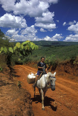 Artisan transporting cotton by horse  near Berilo city  Minas Gerais State  Brazil. Craftsmanship  transportation  coutryside lifestyle  rural scene  countrywoman  road.