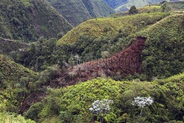 Entwaldung im hohen Anden imbabura ecuador