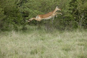 Impala springen Masaï Mara - Kenia