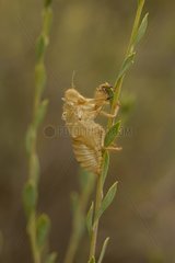 Molt of cicada in the scrubland in summer Alpes-Maritimes