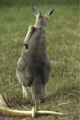 Kangourou roux à l'état juvénile SA Australie