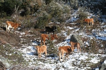 Group Corsican cows has blank of mountain Corsica