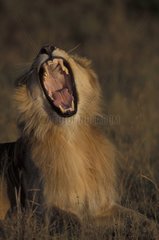 Lion mâle rugissant Masaï Mara Kenya