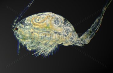 Cyclop copepod under the optical microscope
