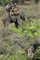 Approche tiger on elephant back Bandhavgarh NP India