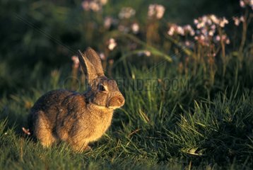 European Rabbit resting in the grass Picardie France