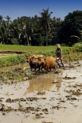 Old man doing traditional rice paddie farming with straw hat and oxen in flooded fields in Bali Indonesia