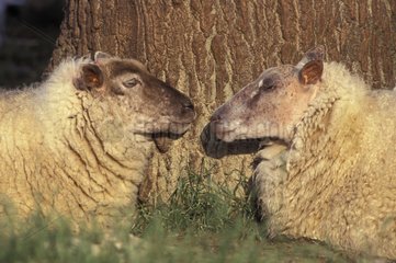Portrait of Sheep facing in front of a tree trunk