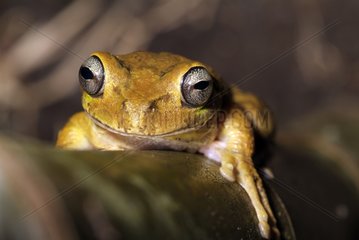 Portrait of a Tree Frog on a Palm trunc Tenorio