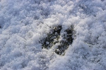Elaphee -Hirschabdruck im Schnee Frankreich