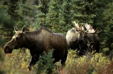 Pair of Moose in Denali NP Alaska