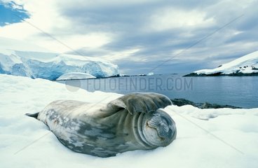 Weddell Seal on snow Antarctic Peninsula