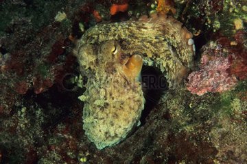 PortrÃ¤t eines Oktopus im Felsen Frankreich getarnt