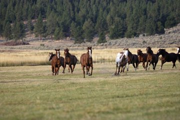 Horde gallopping in Pre Oregon die USA