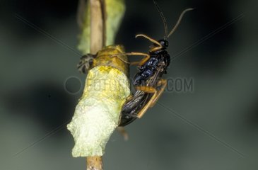 Ichneumon laying in a chrysalis of swallowtail France
