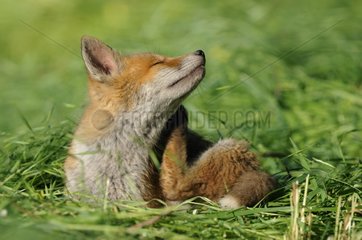 Young red fox lying in the grass Vosges France