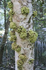 Fruits developing from a trunk in rainforest