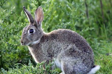 Europäischer Kaninchen sitzt im Gras Frankreich