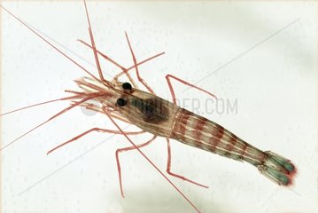 Immature Monaco shrimp
