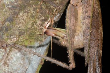 Neotropische Heuschrecke  die in einem Baumstamm Französisch -Guayana liegt